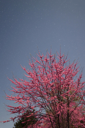 Sample Photo 4